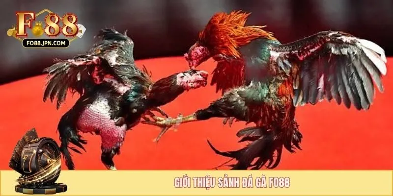 Đá Gà Fo88 - Sảnh Cược Đá Gà Chuyên Nghiệp Nhất 2025 1 Giới thiệu sảnh đá gà FO88